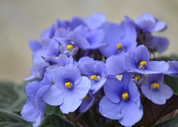 Violeta