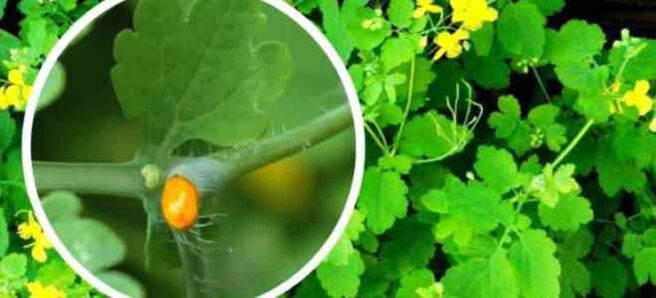 Celandine para el tratamiento del hongo de las uñas