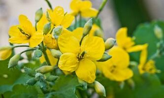 Métodos populares para tratar el hongo de las piernas